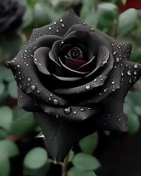 Roses